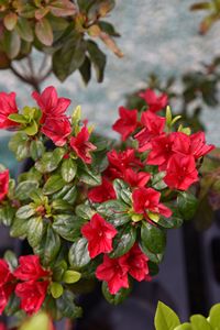 Evergreen Azalea